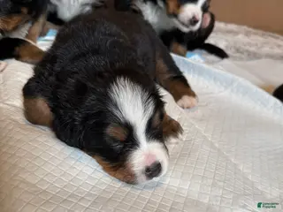 Bernese Mountain Dog dogs Marlin - Ad 42