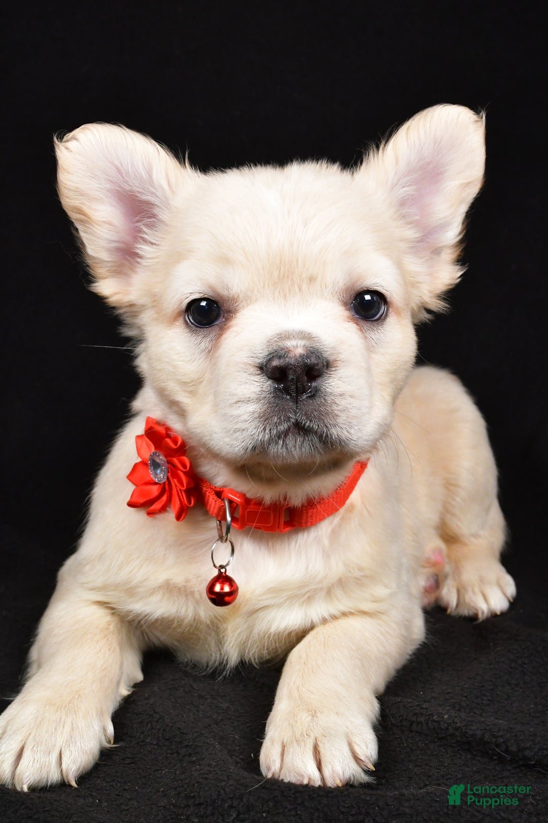 French Bulldog dogs for sale: Muffin - Ad 4