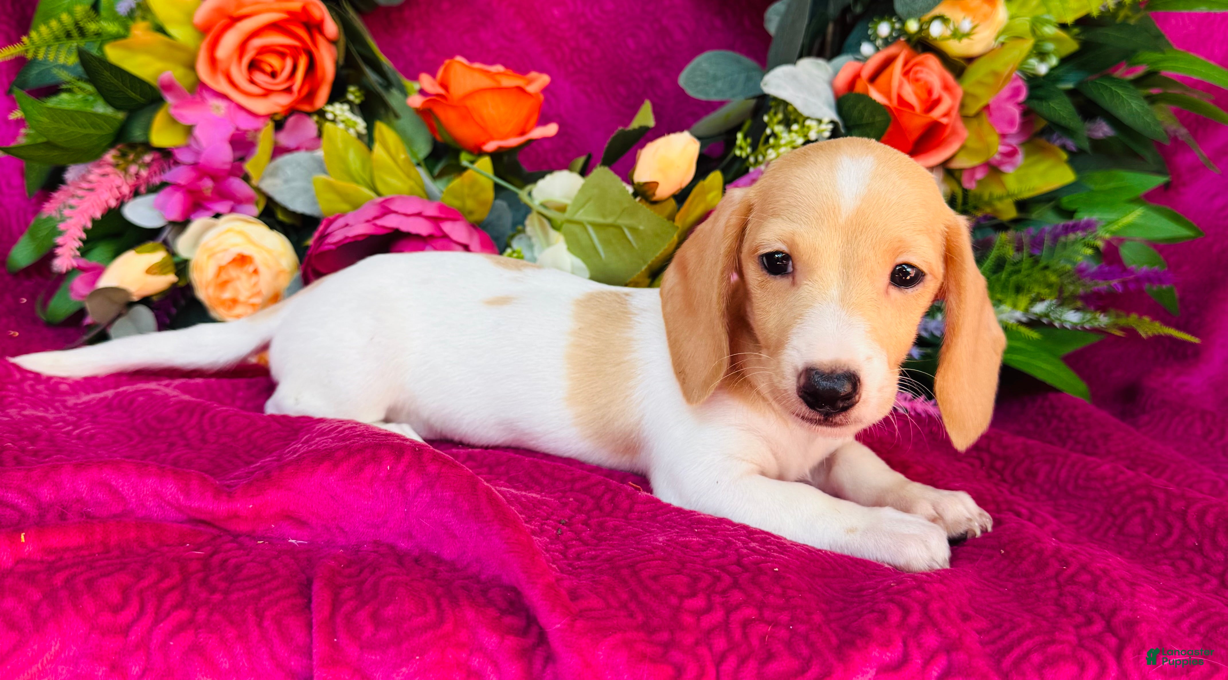 Miniature Dachshund dogs Jameson  - Ad 1