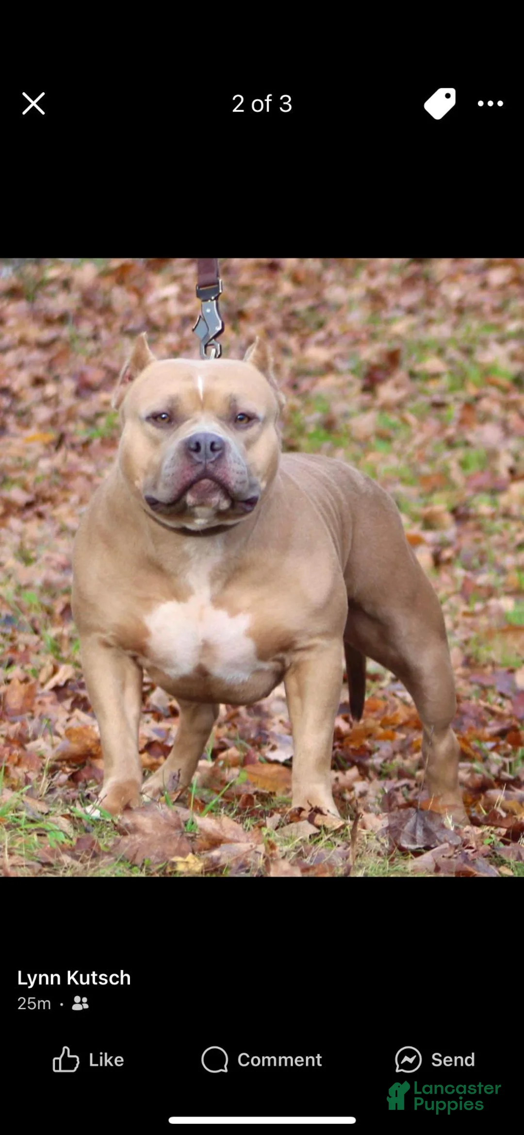 American Bully dogs for sale: American Bully 1 - Ad 2