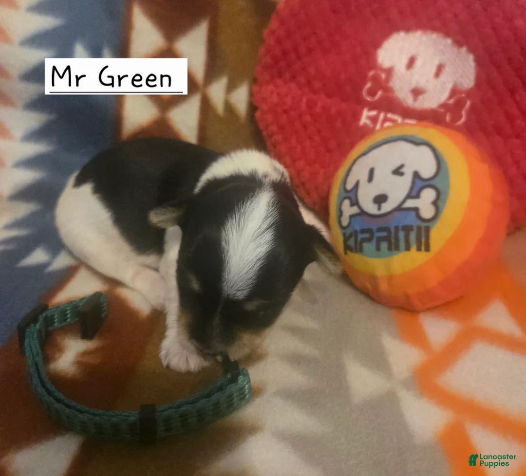 Yorkshire Terrier dogs for sale: Mr Green - Ad 1