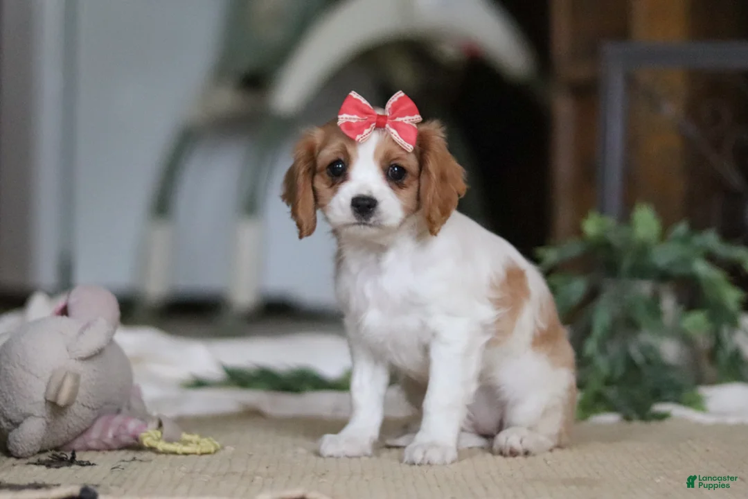 Cavapoo dogs for sale: Teri - Ad 5