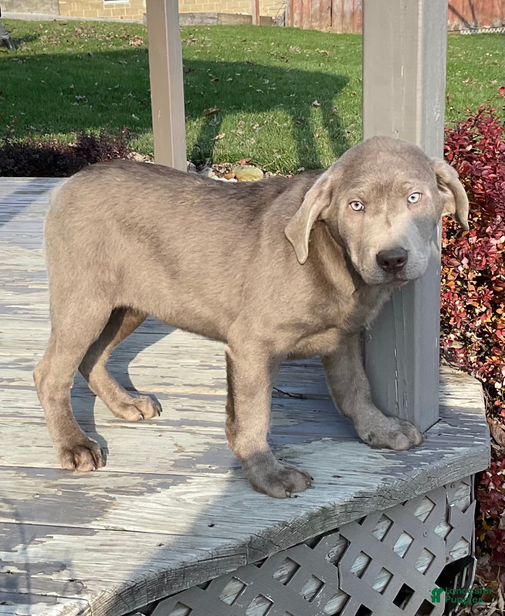 Labrador Retriever dogs Sally - Ad 42