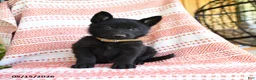 German Shepherd dogs for sale: Luther - Ad 1