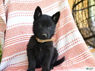 German Shepherd dogs for sale: Luther - Ad 4
