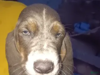 Basset Hound dogs Grumpy - Ad 8