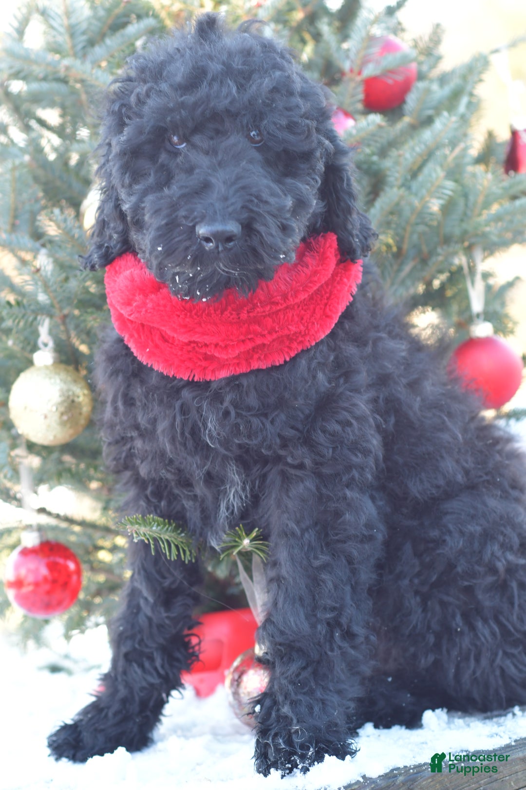 Standard Poodle dogs for sale: Cole - Ad 12