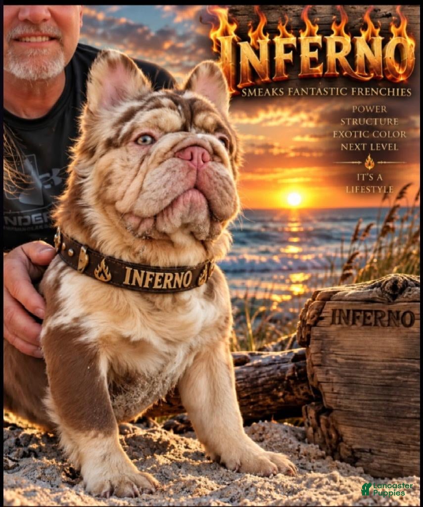 French Bulldog dogs Smeak's Fantastic Frenchies Inferno - Ad 1