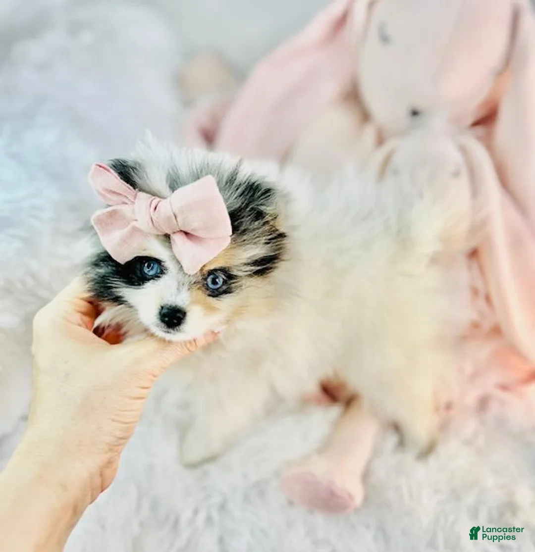 Pomeranian dogs for sale: Pomeranian Puppy 2 - Ad 1