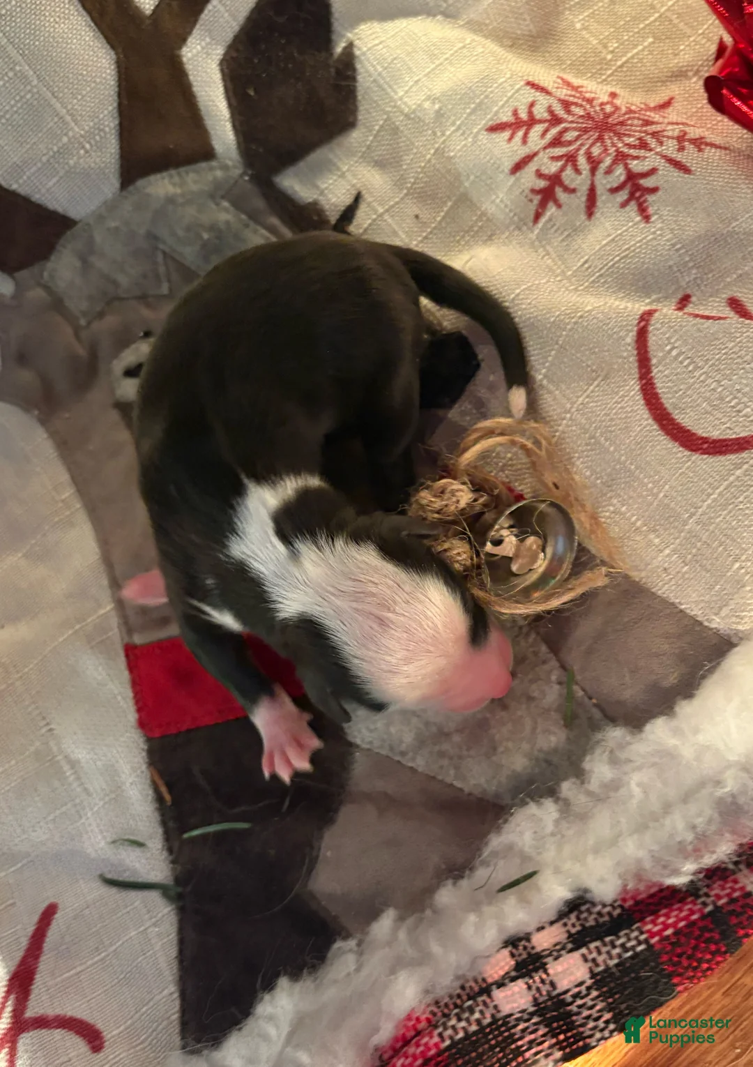 Mixed Breed dogs for sale: Mixed Breed Puppy 3 - Ad 9