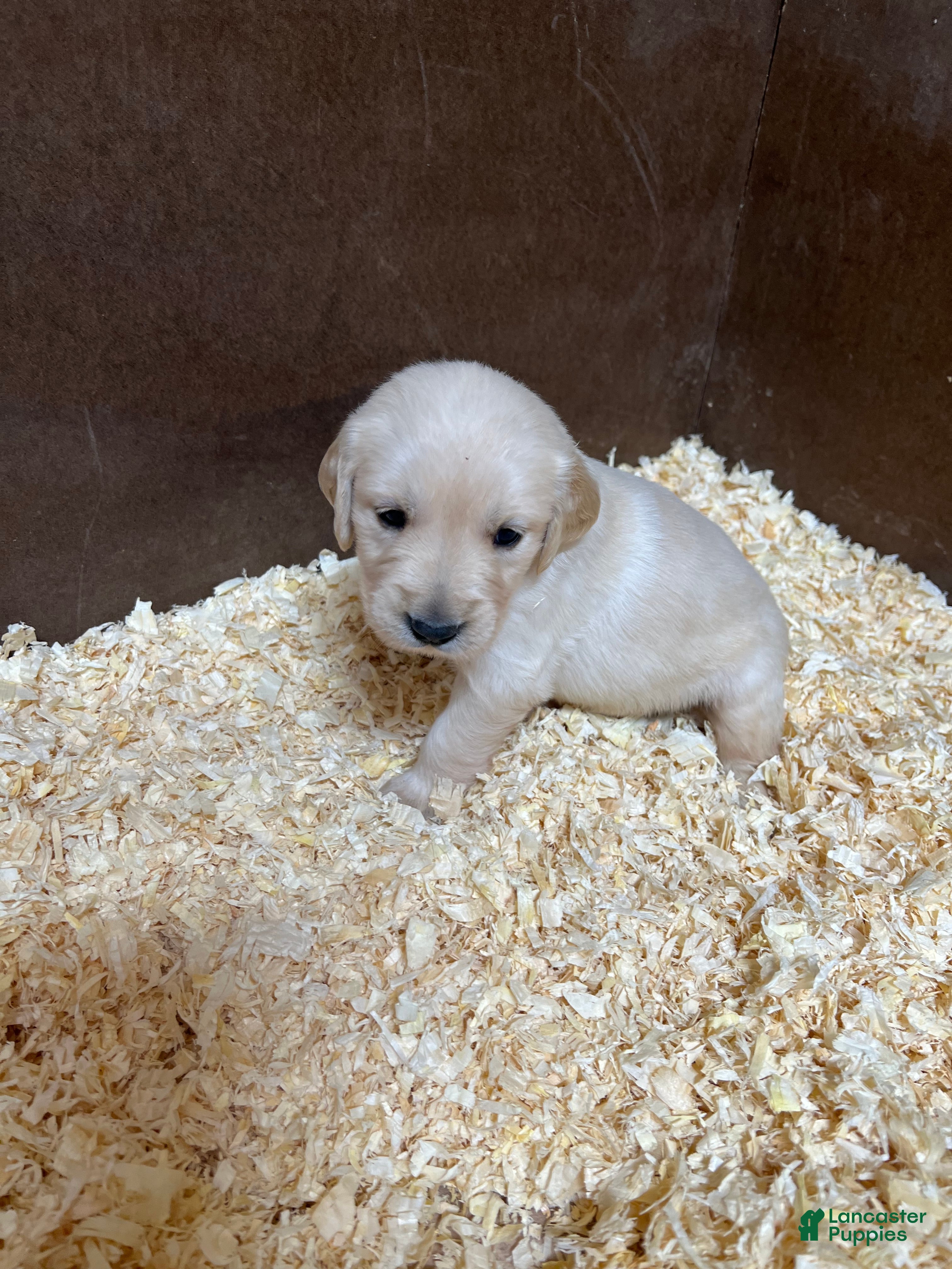 Golden Retriever dogs Purple - Ad 1