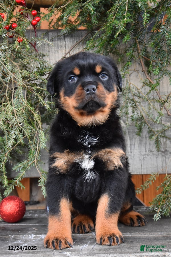 Rottweiler dogs for sale: Renley - Ad 3