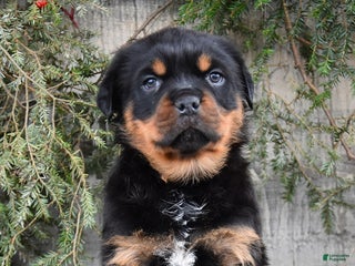 Rottweiler dogs for sale: Renley - Ad 3