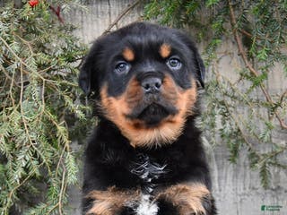 Rottweiler dogs Renley - Ad 4
