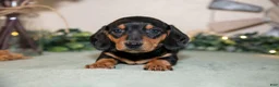Miniature Dachshund dogs for sale: Sasha - Ad 2