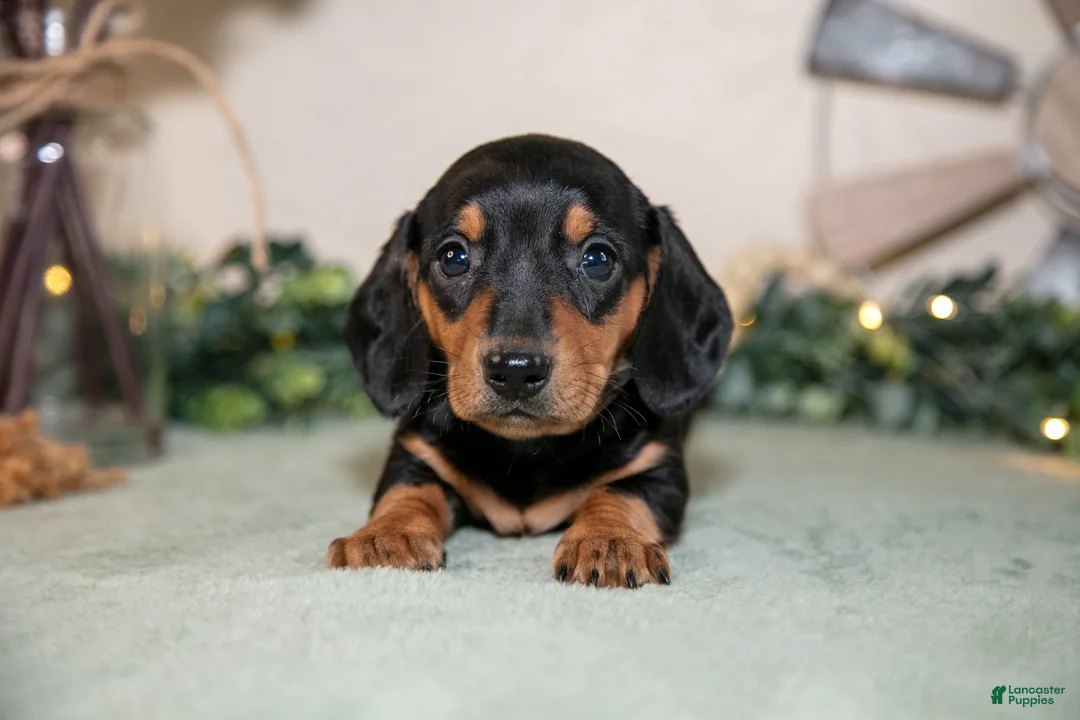Miniature Dachshund dogs for sale: Sasha - Ad 2