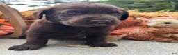 Labrador Retriever dogs for sale: Labrador Retriever 2 - Ad 2