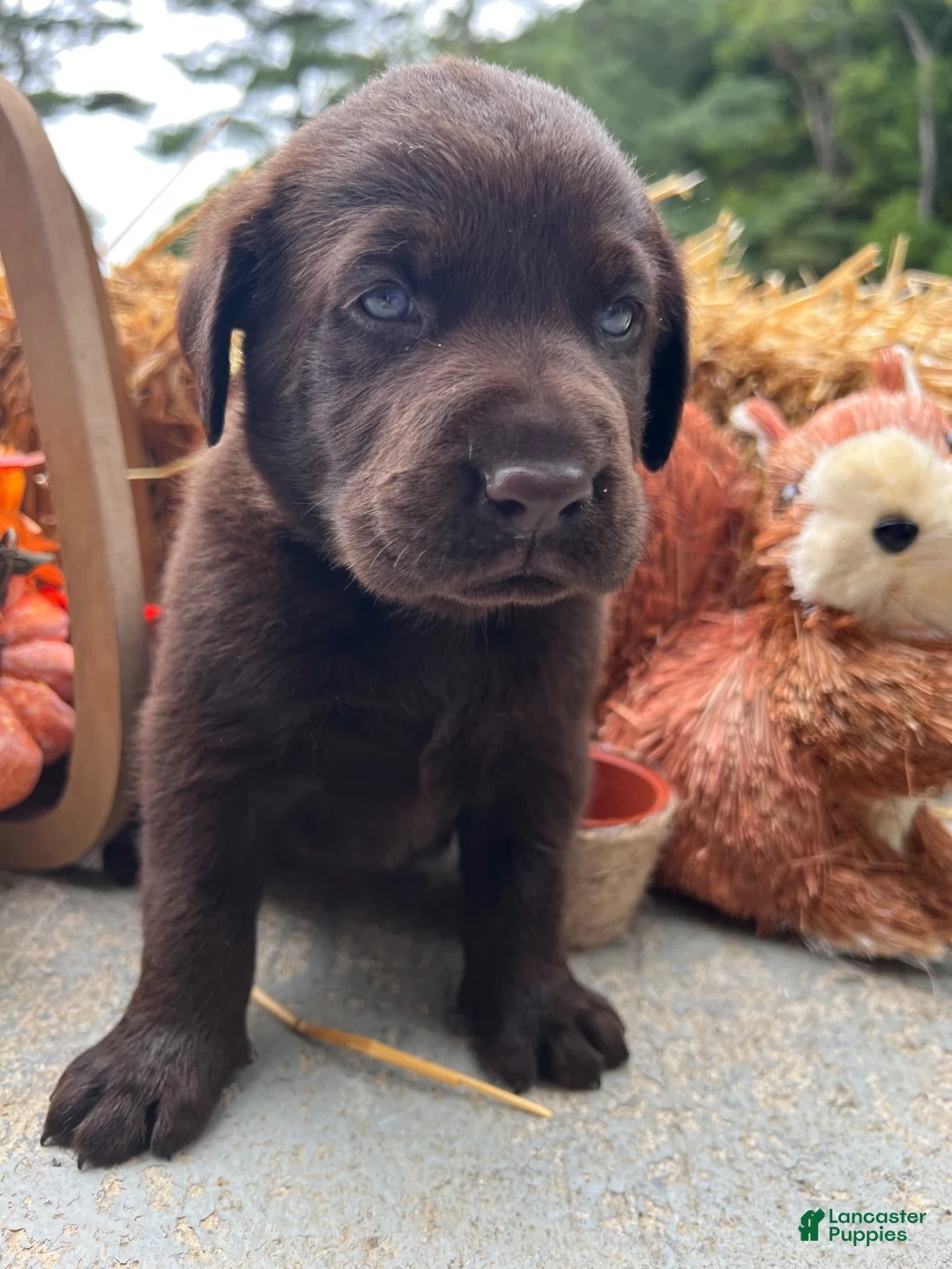 Labrador Retriever dogs for sale: Labrador Retriever 2 - Ad 2