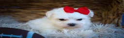 Maltese dogs for sale: Mirella🎀 - Ad 17