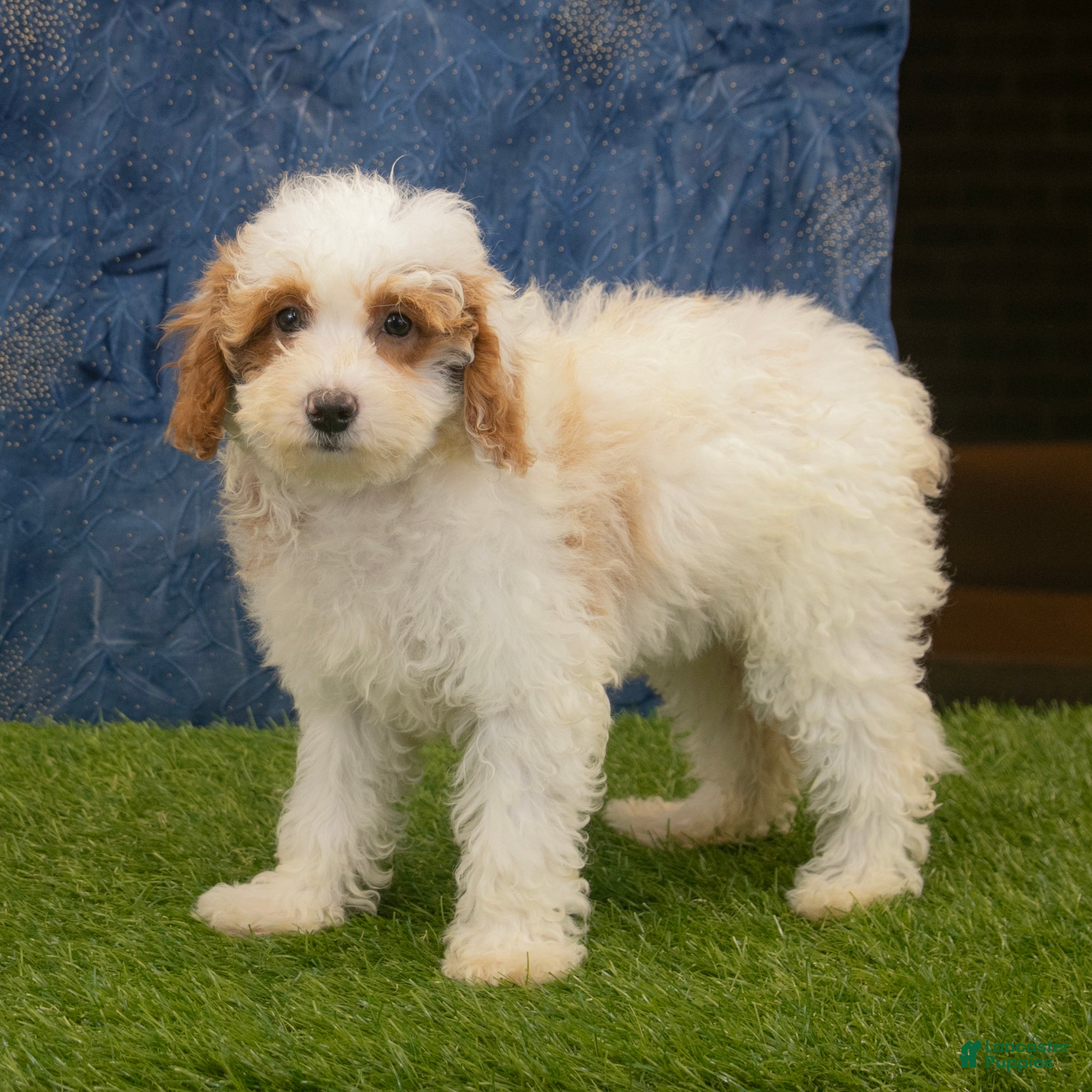 Miniature Poodle dogs Sally - Ad 2
