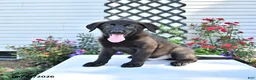 Golden Shepherd dogs for sale: Rebel - Ad 3