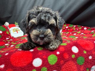 Yorkiepoo dogs Yorkiepoo Puppy 1 - Ad 2