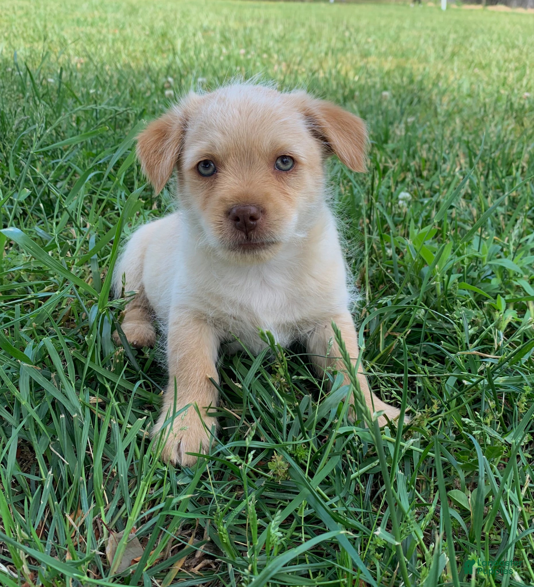 Mixed Breed dogs Mixed Breed Puppy 2 - Ad 1