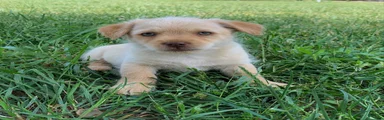 Mixed Breed Puppy 2