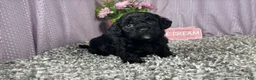 Miniature Poodle dogs for sale: Miniature Poodle 4 - Ad 4