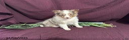 Shetland Sheepdog dogs for sale: Cutie - Ad 1