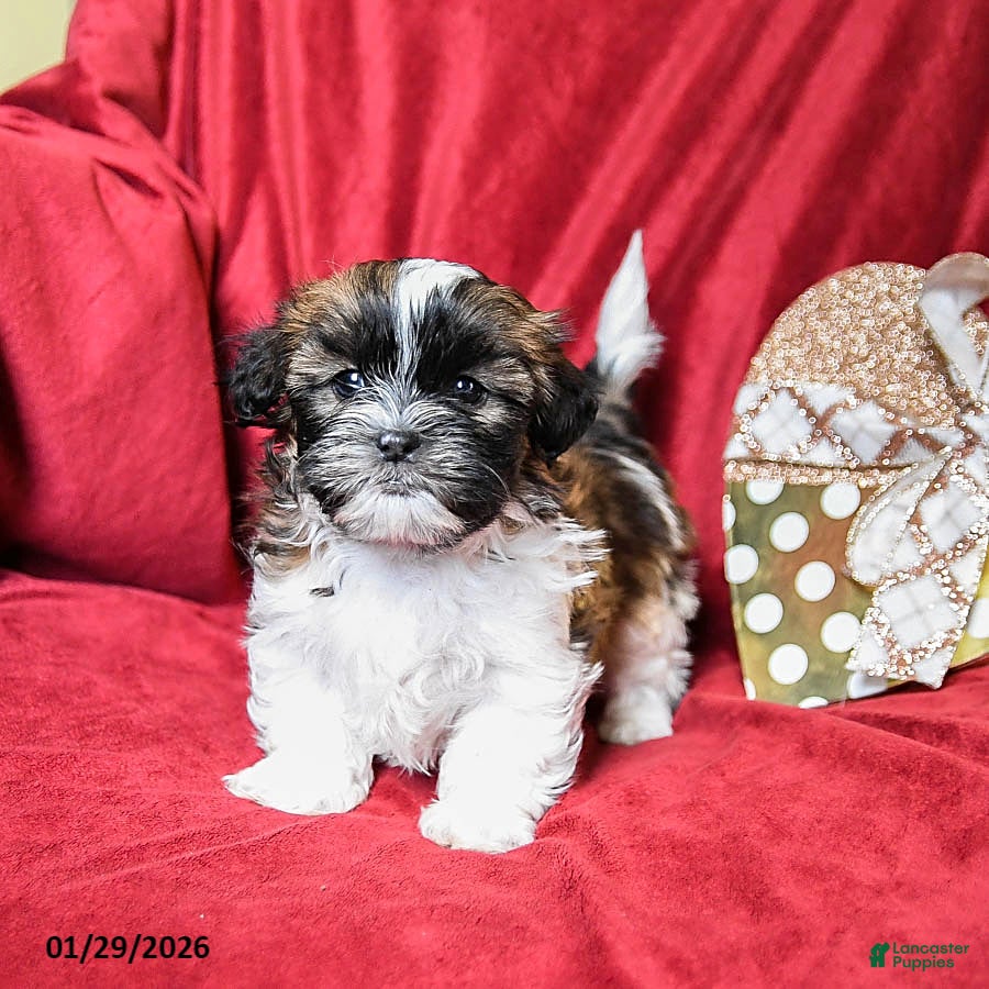 Shih Tzu dogs for sale: Latte - Ad 1