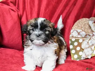 Shih Tzu dogs for sale: Latte - Ad 1
