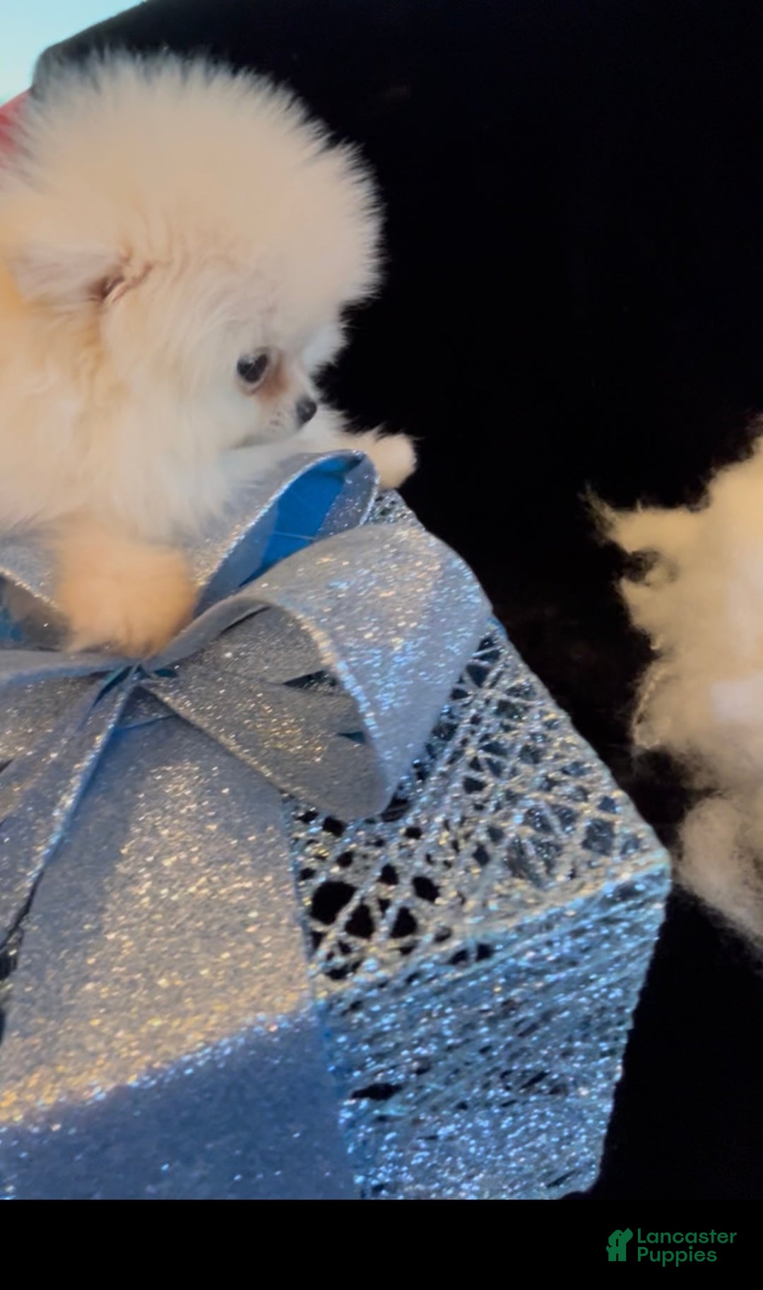 Pomeranian dogs for sale: Tom AKC Registered full rights  - Ad 24