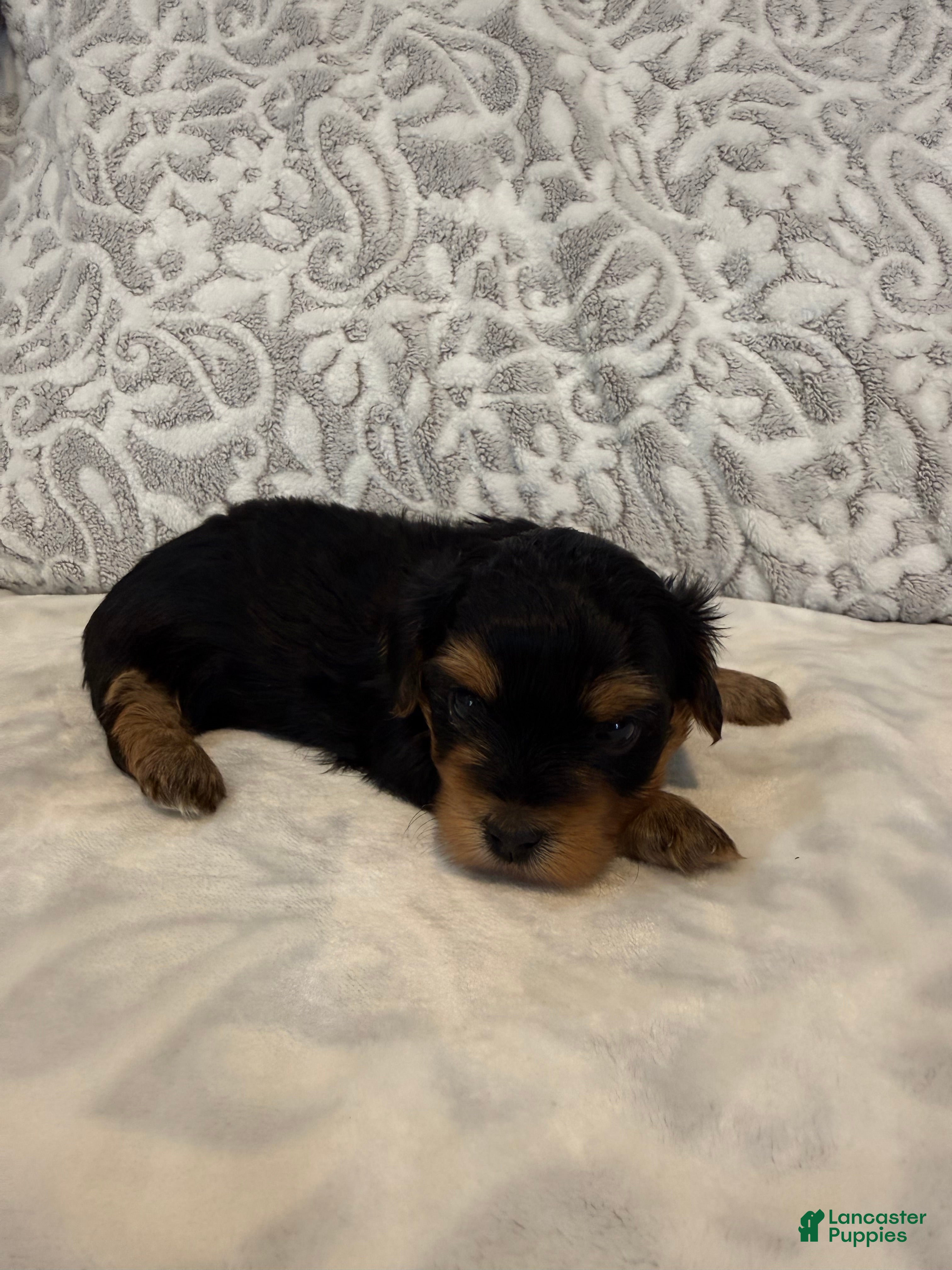 Yorkshire Terrier dogs Teddy - Ad 1