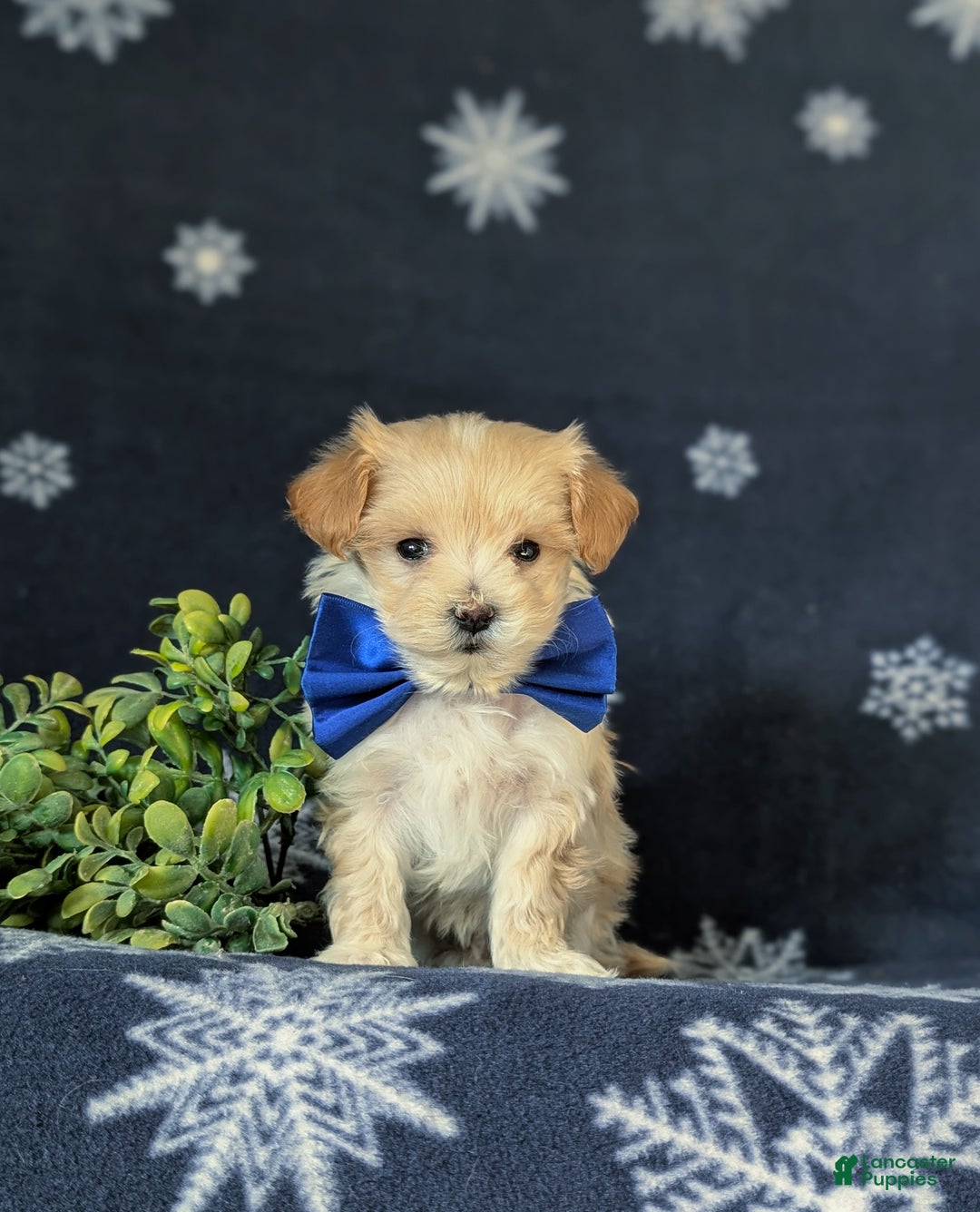 Maltipoo dogs for sale: Cosmo - Ad 2