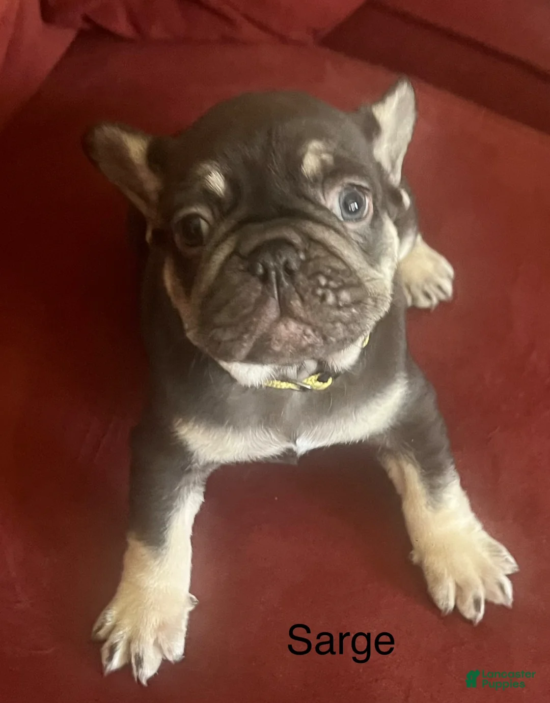 French Bulldog dogs for sale: Kingston  - Ad 5