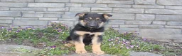 German Shepherd dogs for sale: Doc - Ad 5