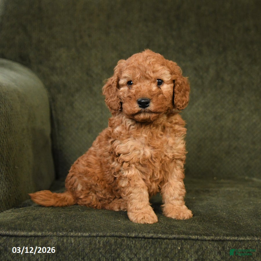 Cockapoo dogs Happy - Ad 2