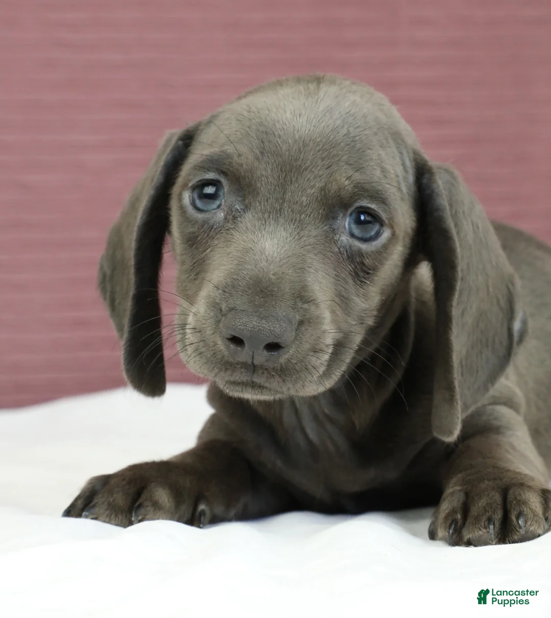 Miniature Dachshund dogs for sale: Cyan 💙 - Ad 2