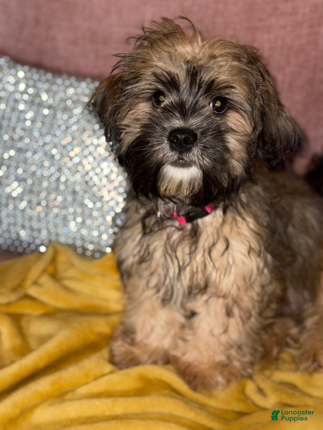 Mixed Breed dogs for sale: Mixed Breed Puppy 1 - Ad 1