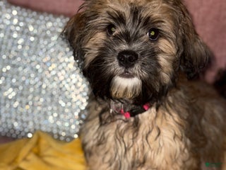 Mixed Breed dogs - Ad 20