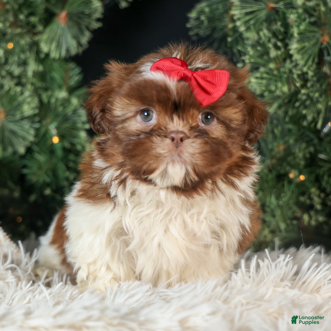 Shih Tzu dogs for sale: ROMEO - Ad 6