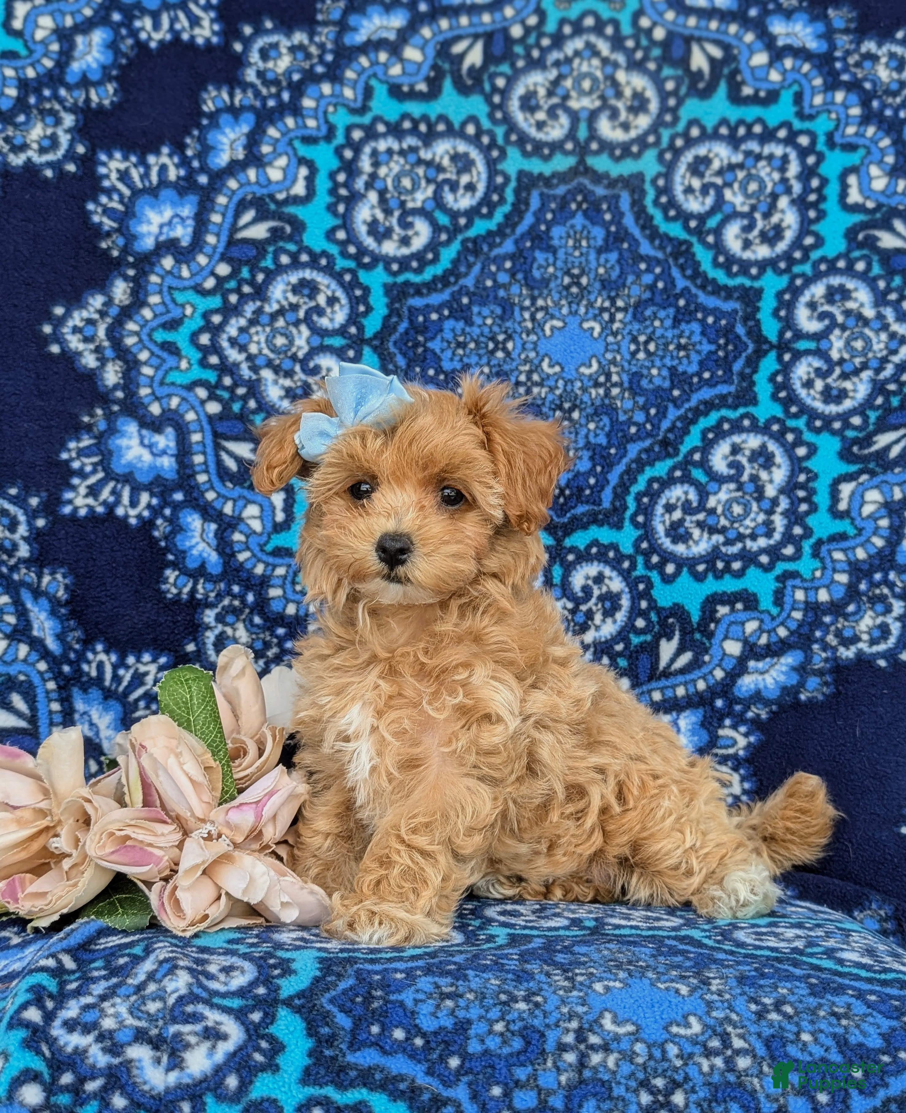 Maltipoo dogs Simone 6 lbs Full Grown - Ad 1