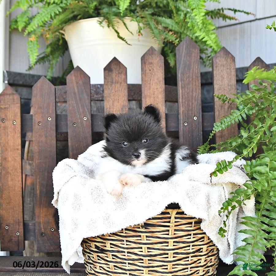 Pomeranian dogs for sale: Bruno - Ad 1