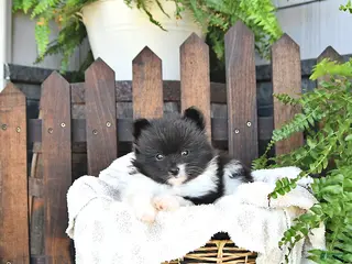 Pomeranian dogs for sale: Bruno - Ad 1