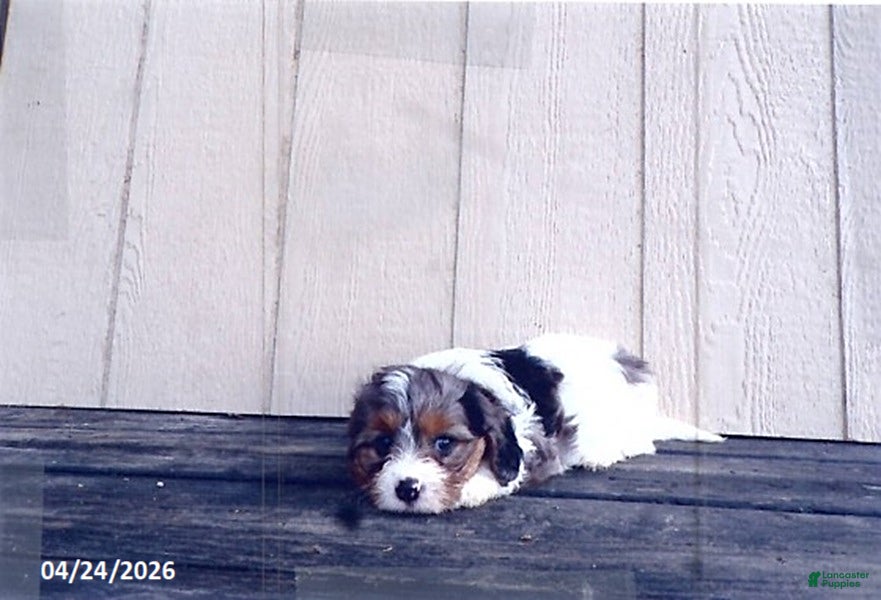 Cavapoo dogs for sale: Peace - Ad 3