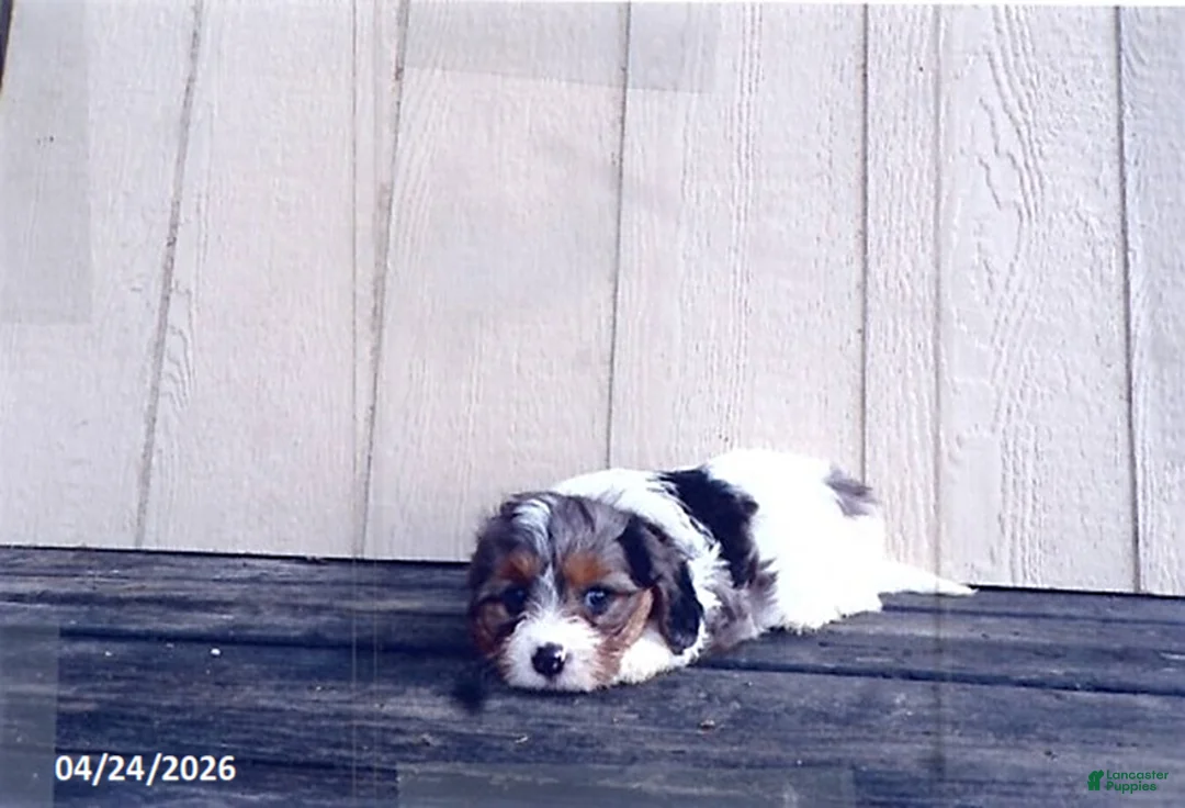 Cavapoo dogs for sale: Peace - Ad 1