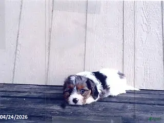 Cavapoo dogs for sale: Peace - Ad 3