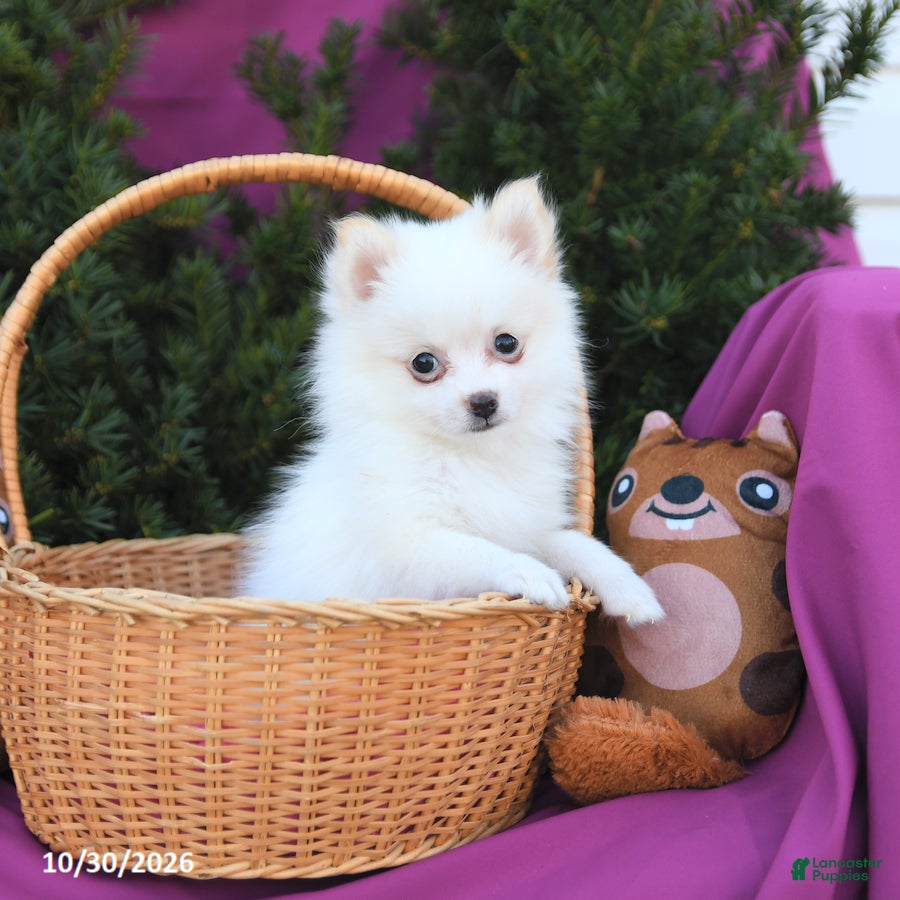 Pomeranian dogs for sale: Tiny - Ad 2