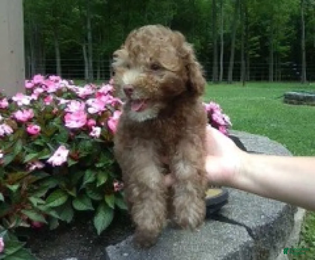 Miniature Poodle dogs for sale: Peanut - Ad 2